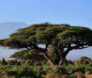 Acacia Tree Leaves - Medicinal Properties